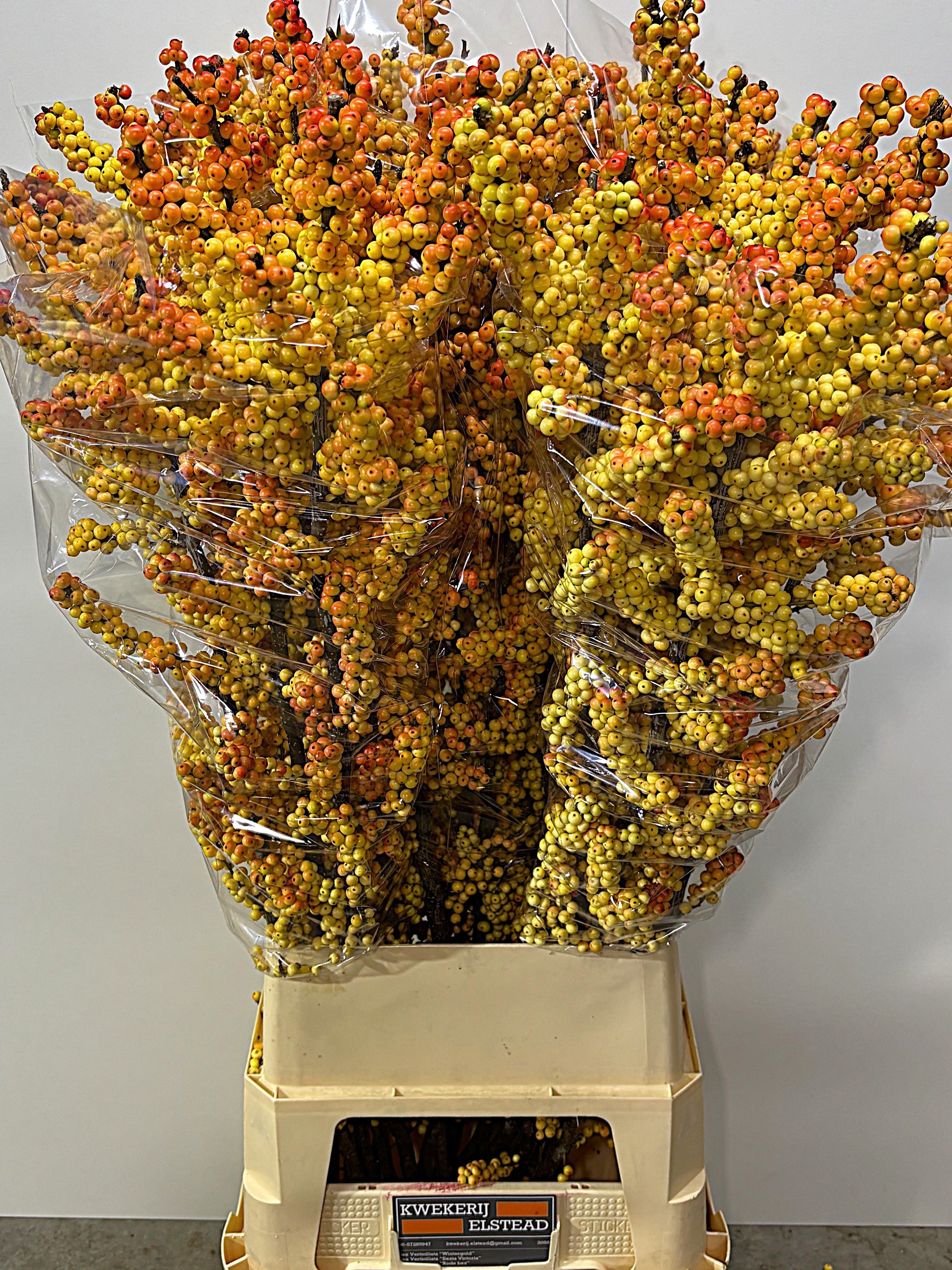 Ilex Ilexia Victoria 120cm
