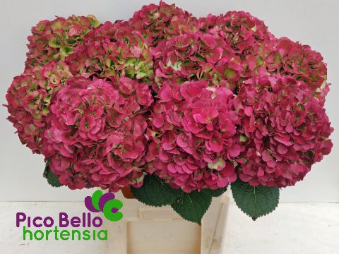 Hydrangea My Vienna Classic 80cm 22Ø