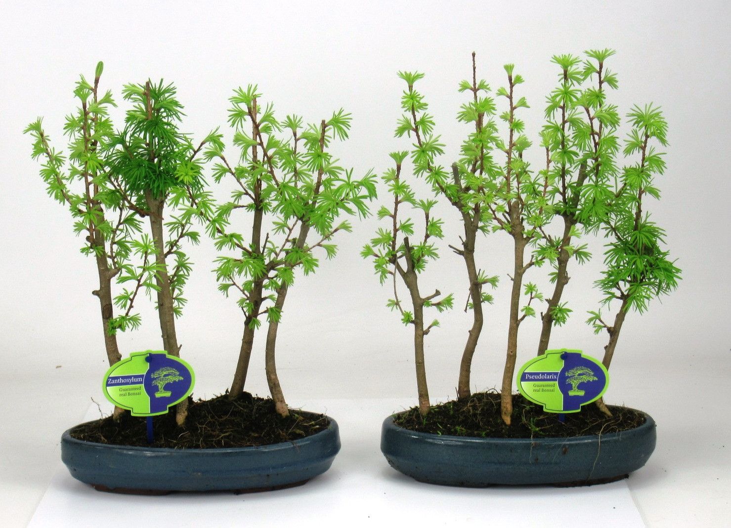 fruit bonsai Artificial Bonsai】Momo_2 main image 0