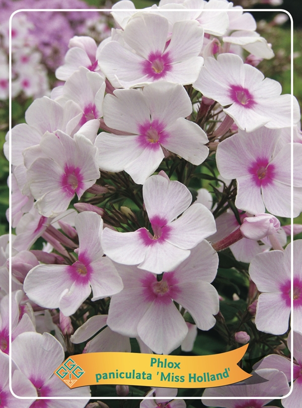 Picture of Phlox paniculata mix 6x10 srt. per shelve P11