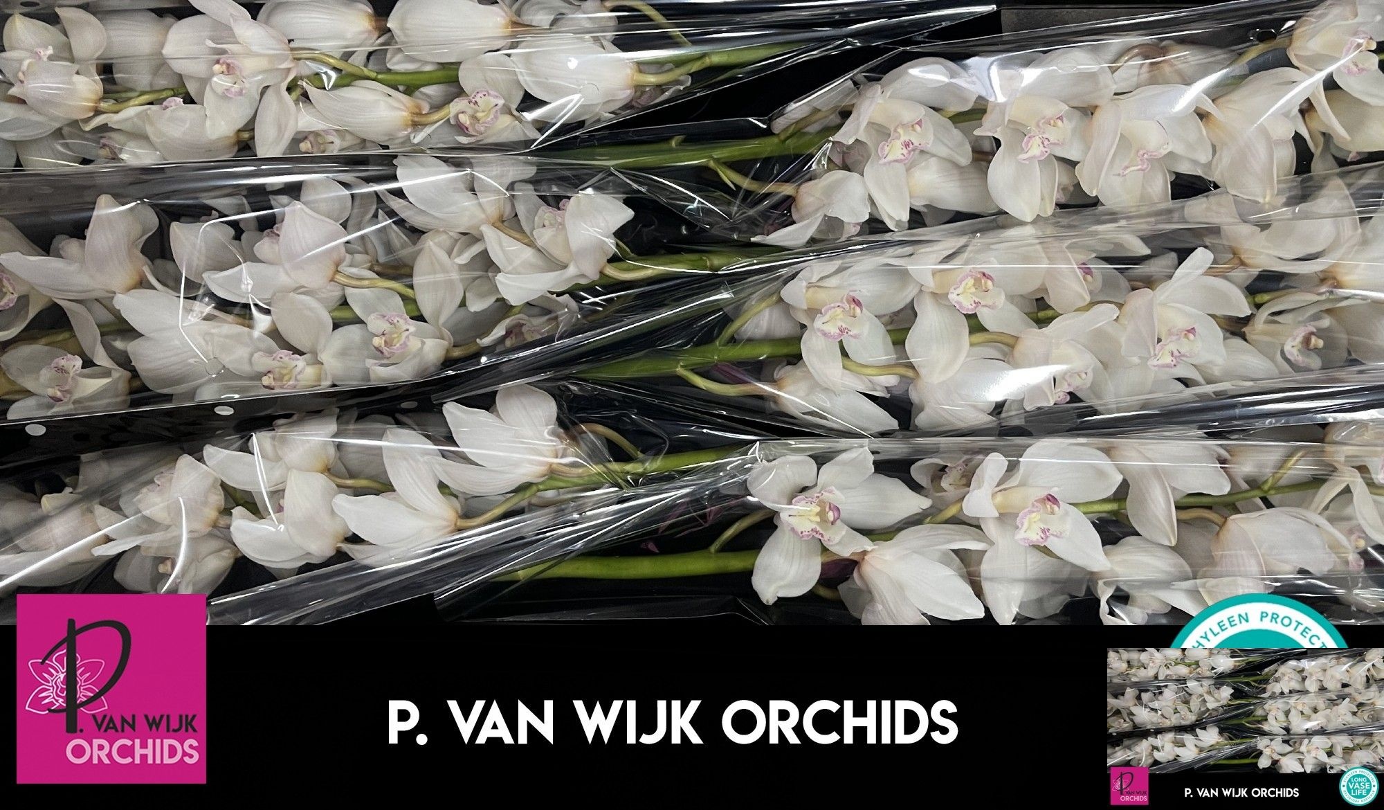 Cymbidium Antonella 12/15bl