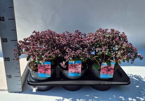 Sedum teleph seduc.Hot Rose Dark Stems p17 Weet