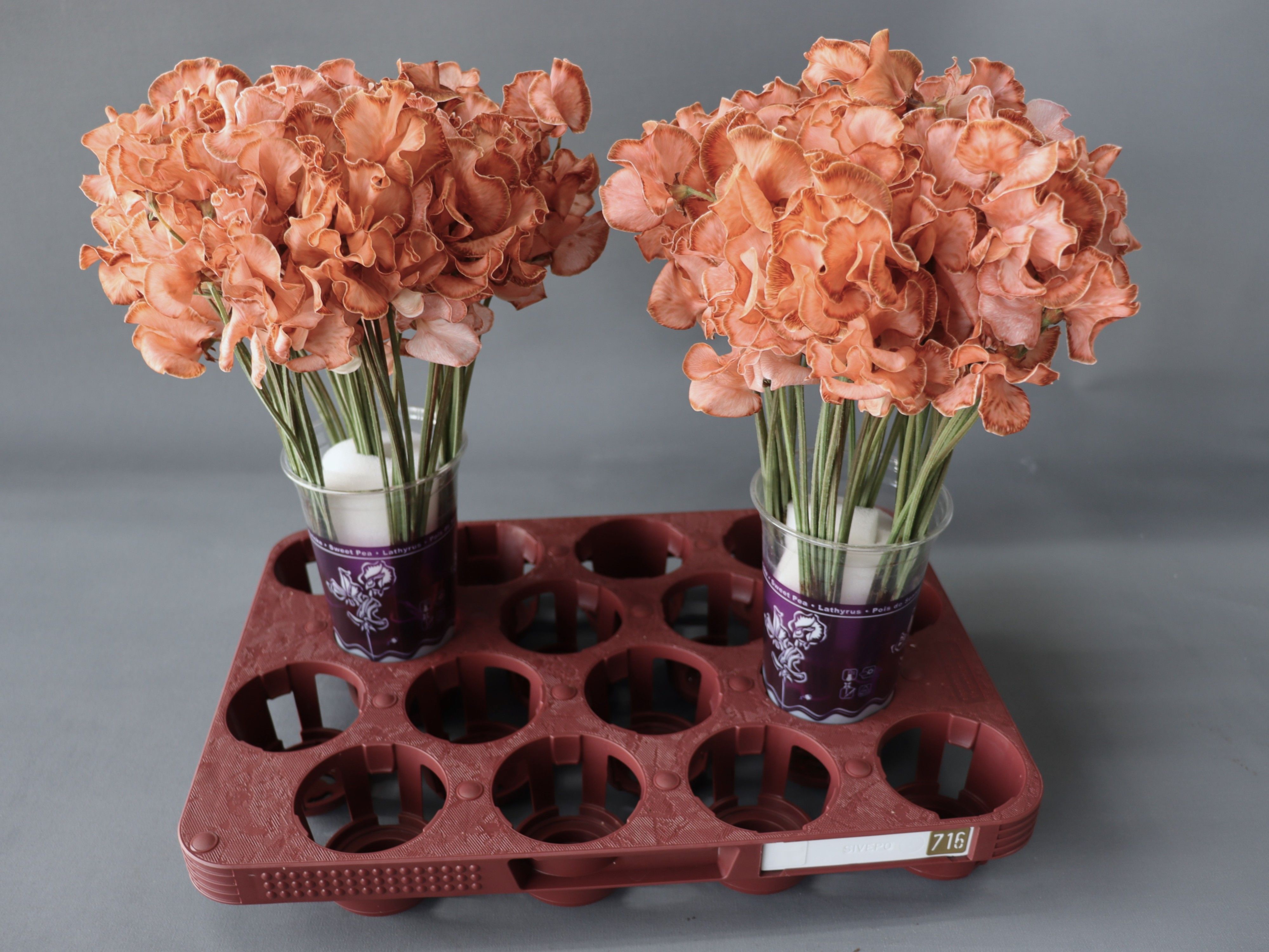 Lathyrus Chocolate Magic