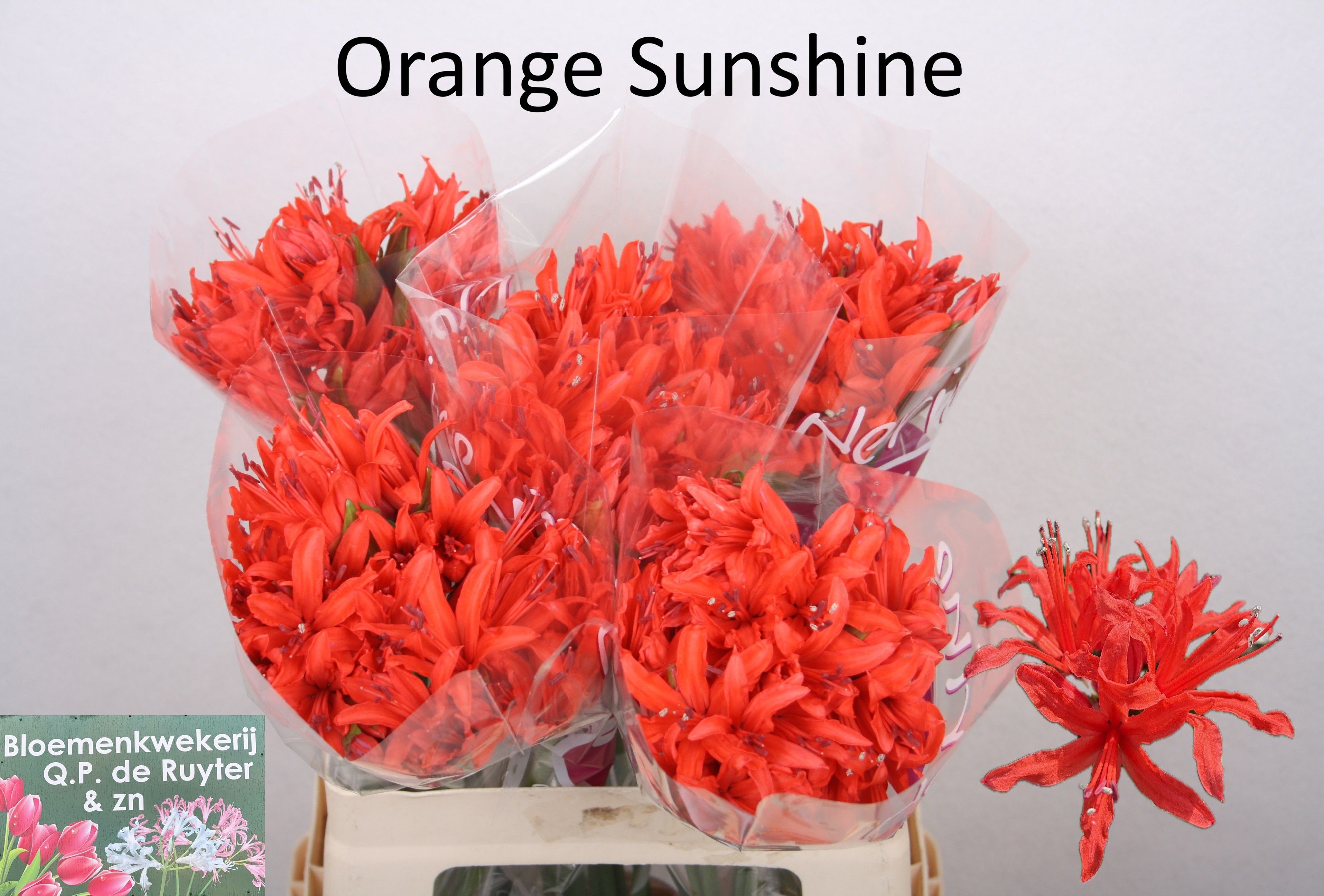 Nerine 50cm