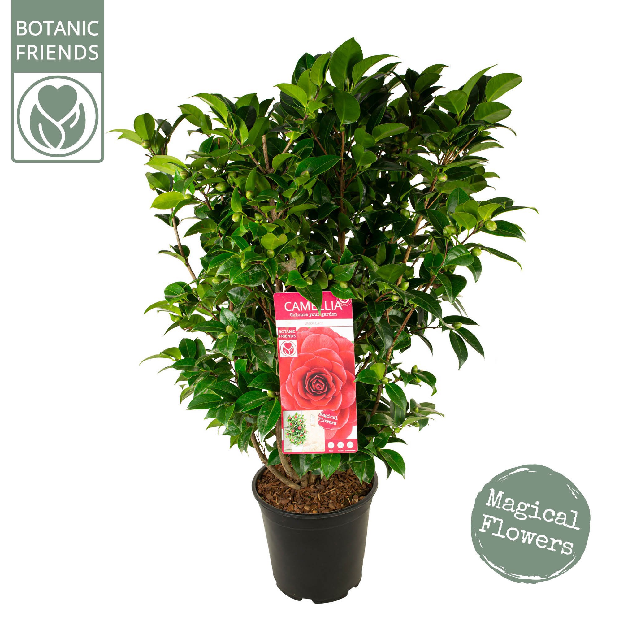 Camellia 'Black Lace'