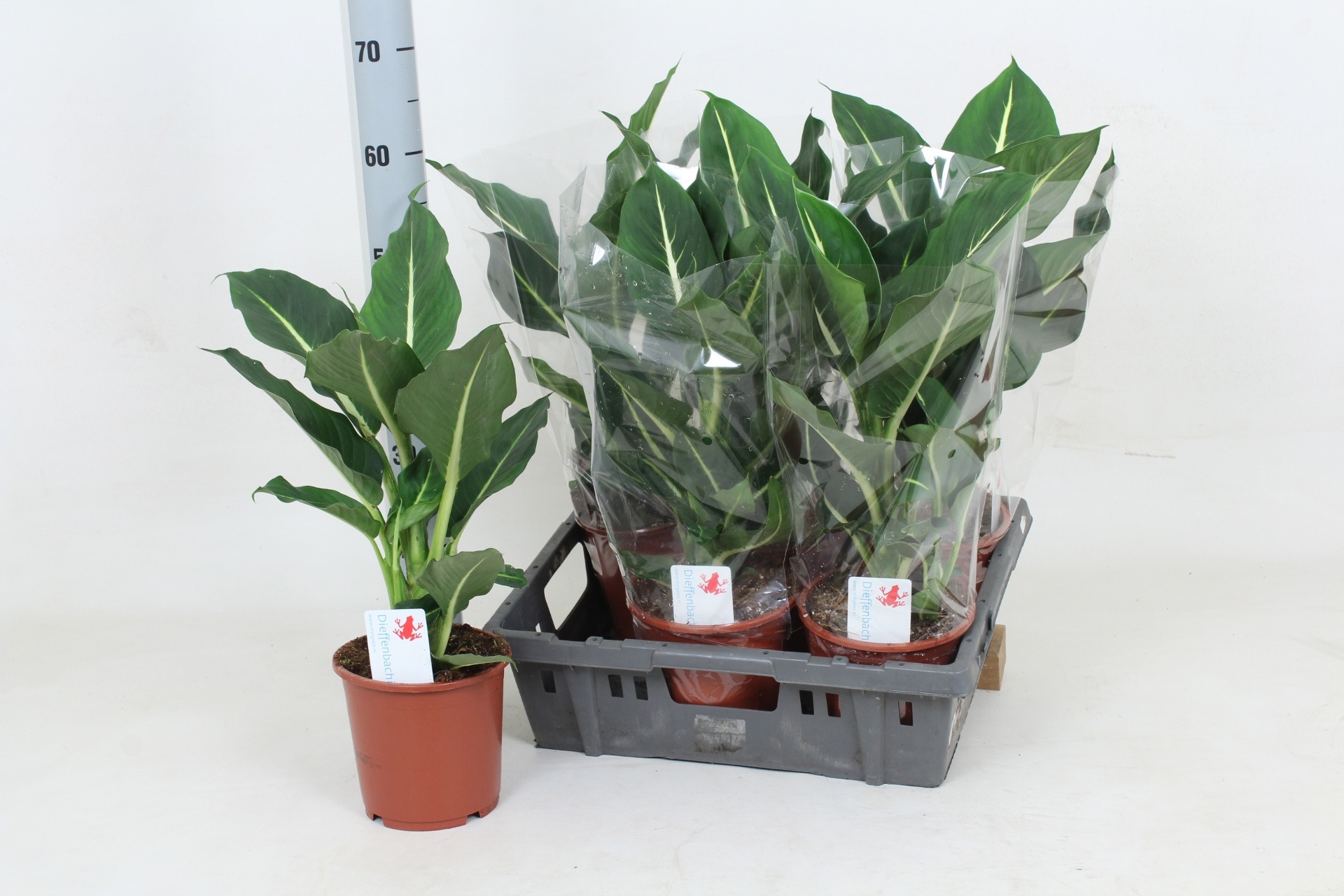 Dieff Ov Green Magic 17Ø 55cm