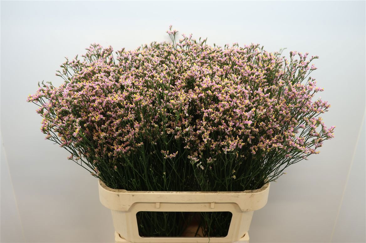 Limonium Sin Blush Diamond 80cm 25gram
