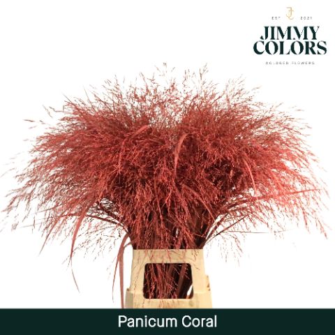 Panicum L90 Coral