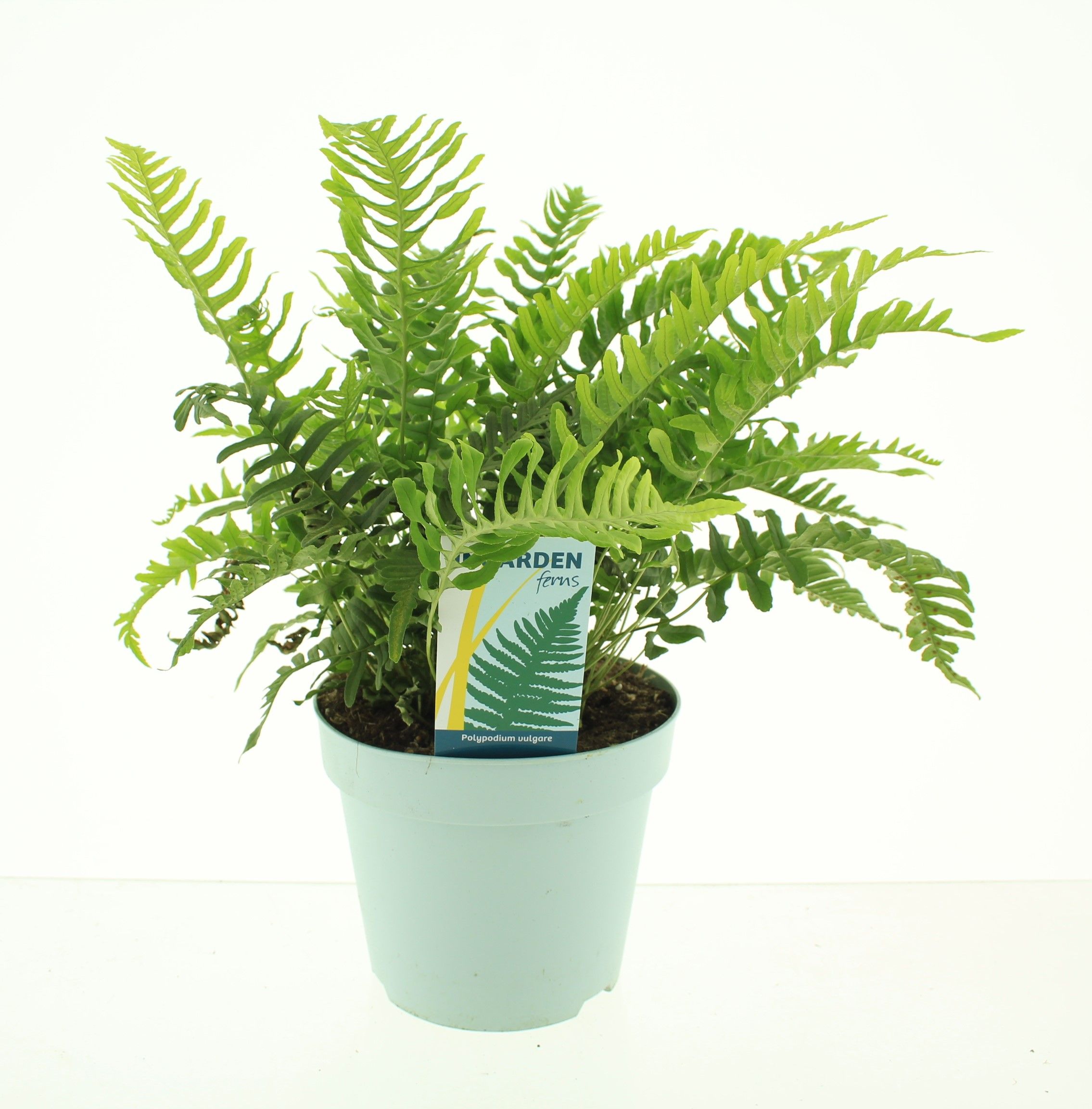 Picture of Polypodium vulgare