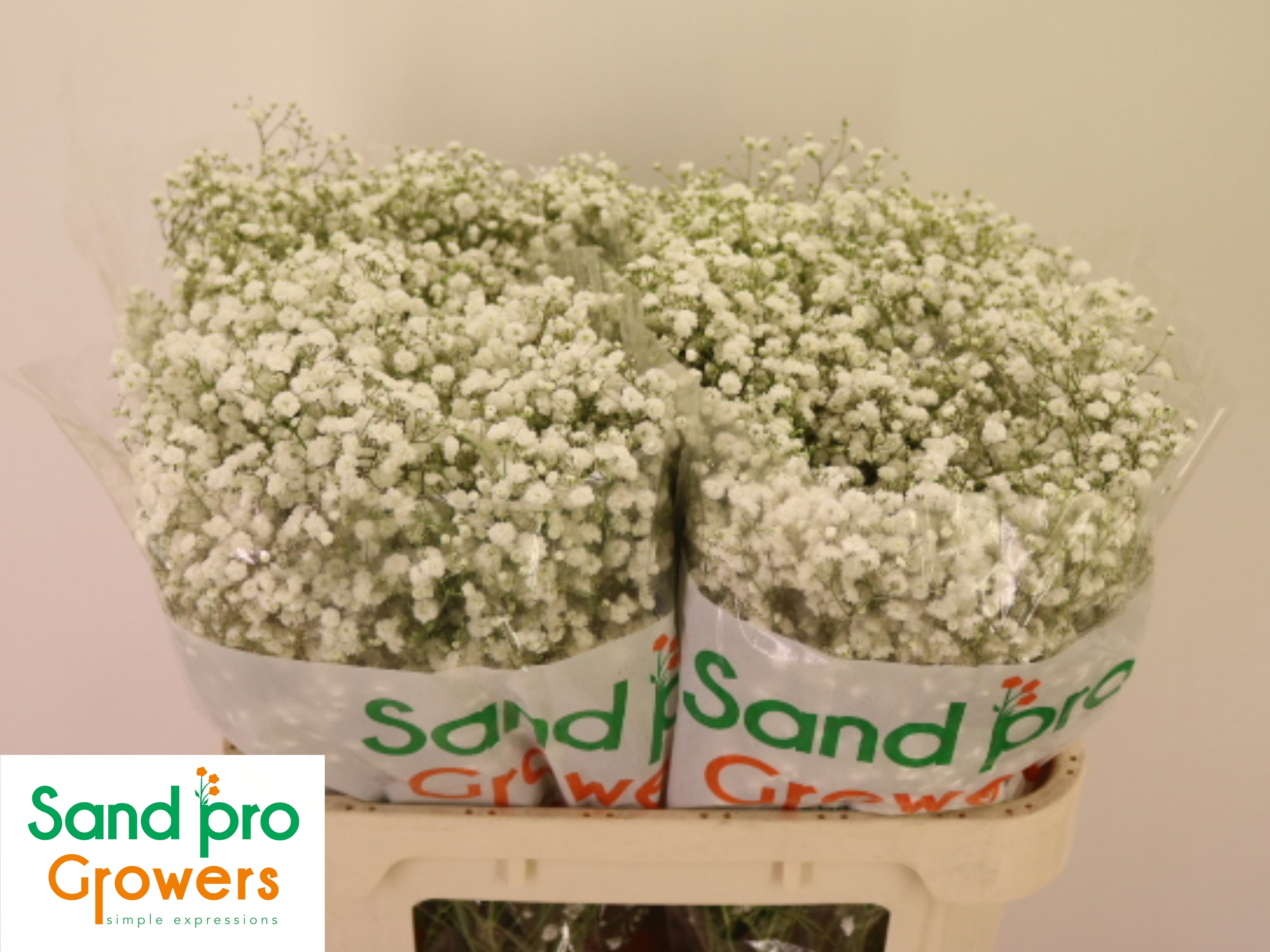 Gypsophila Xlence White 80cm 20gram