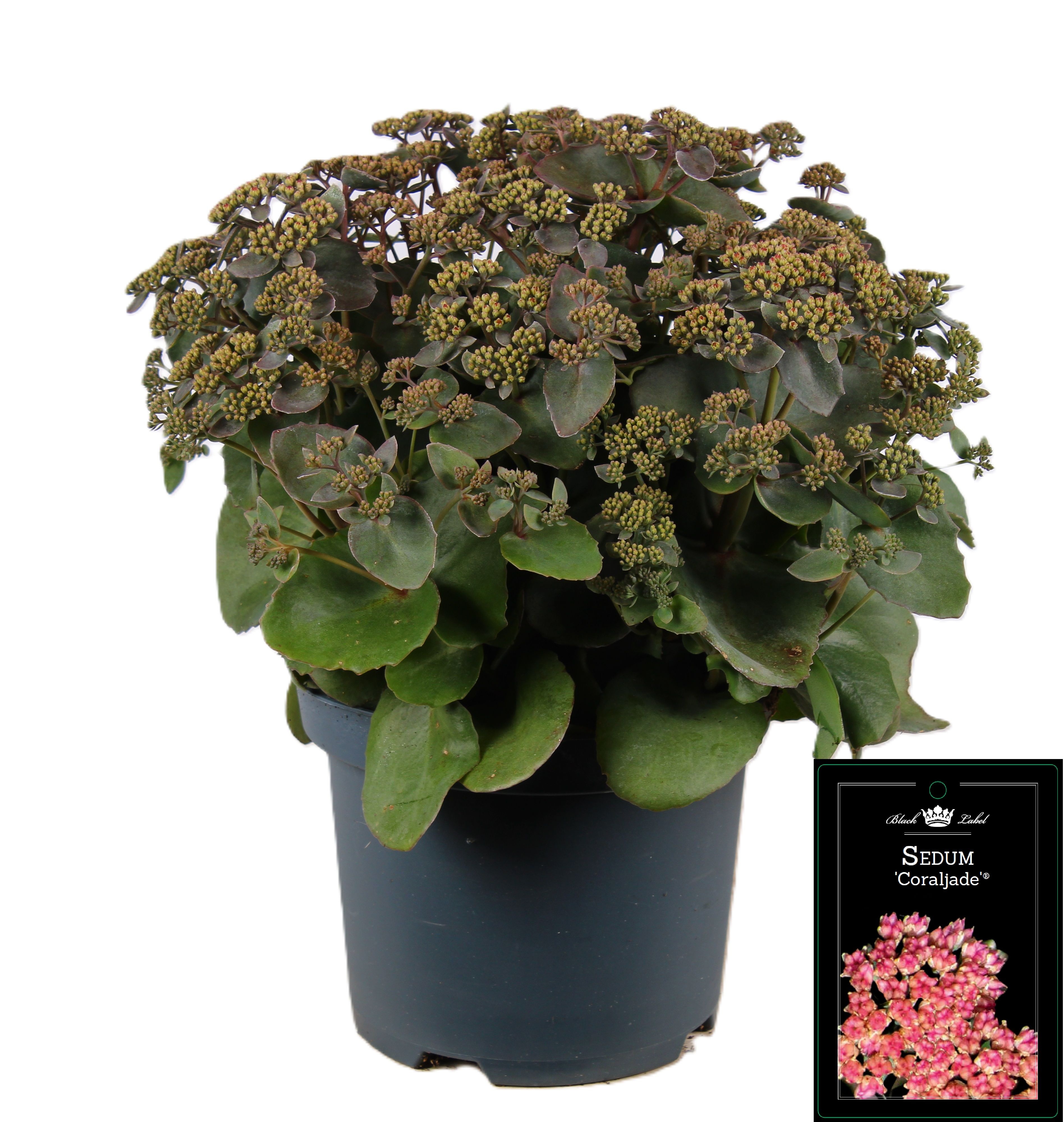 Picture of Sedum Coral Jade