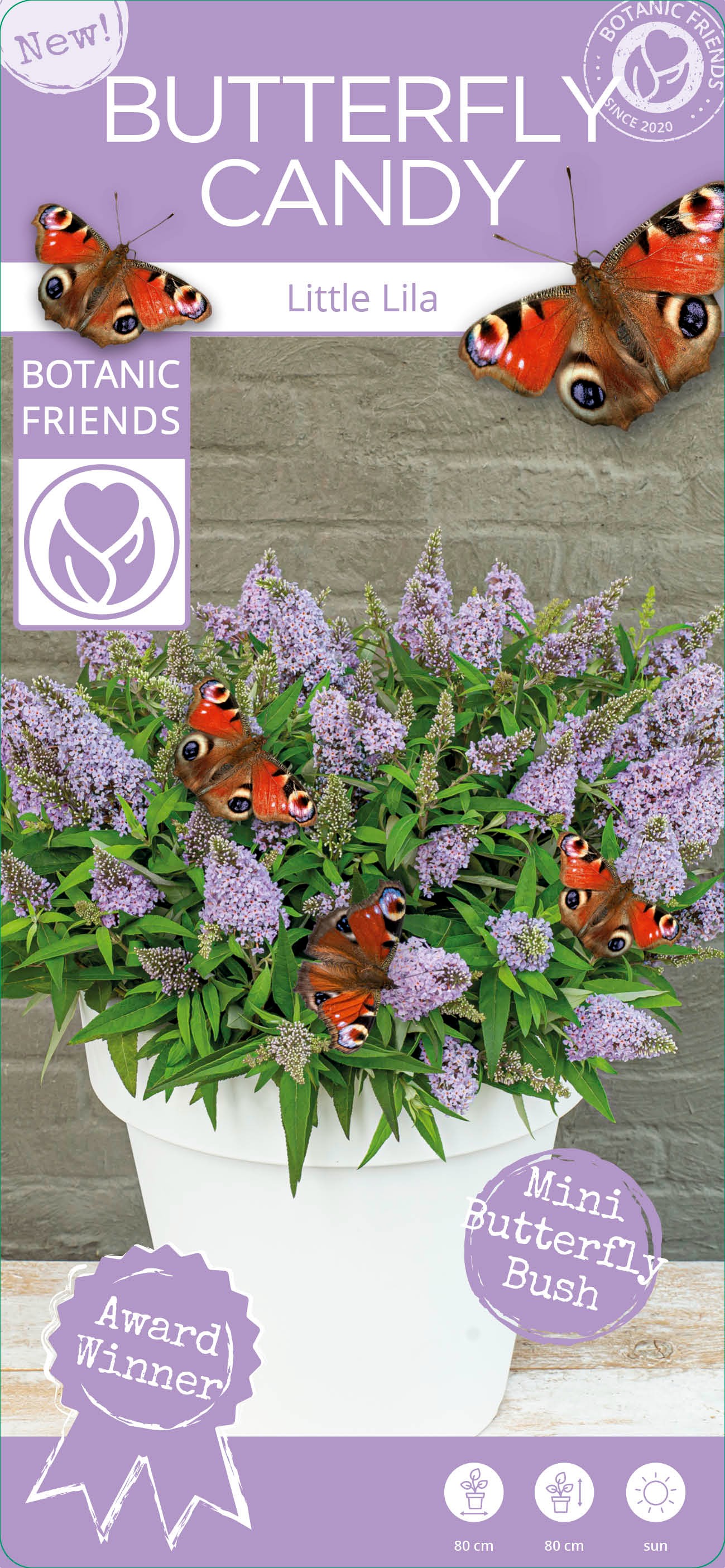 Picture of Buddleja Butterfly Candy 'Little Lila'®