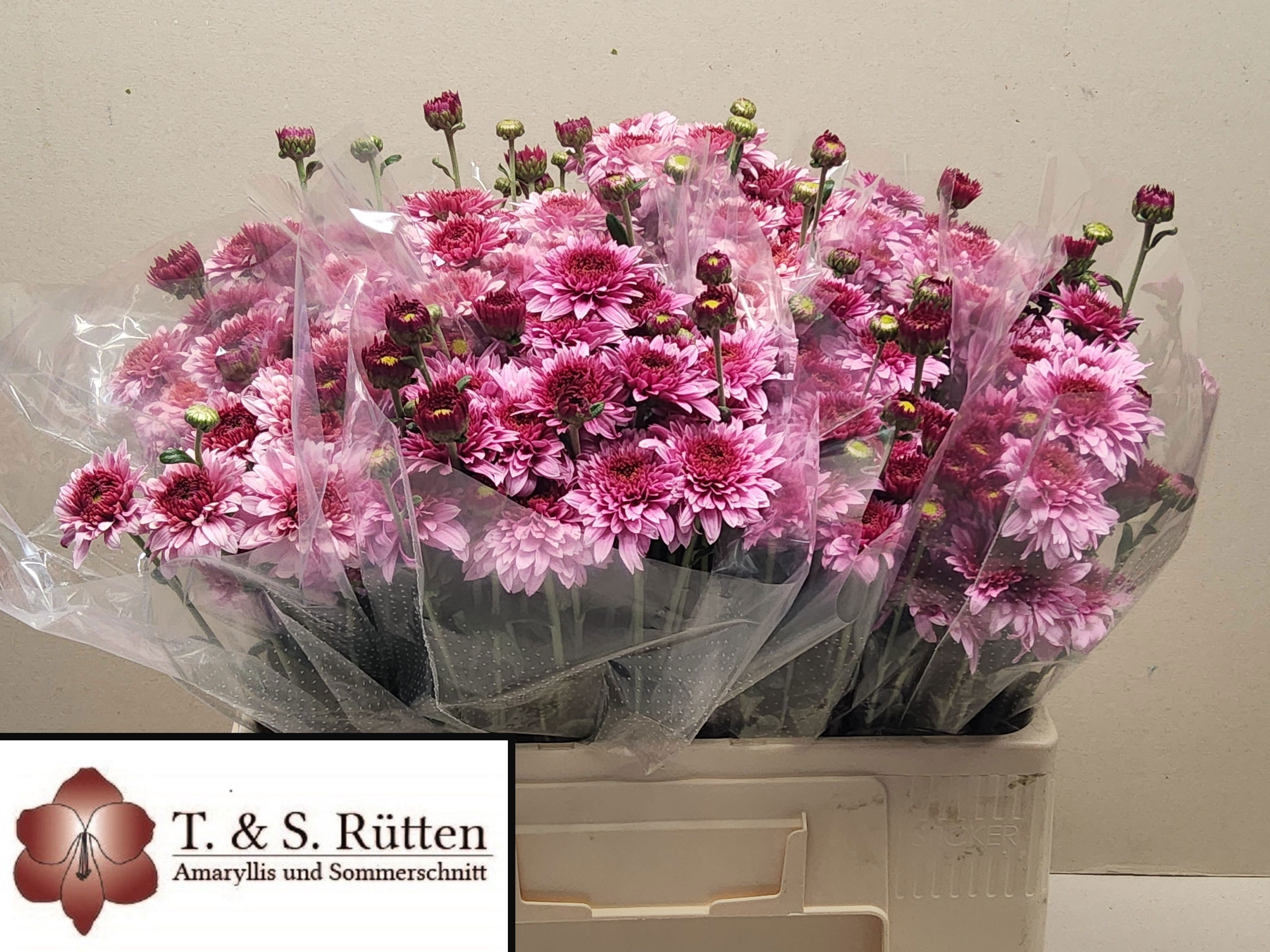 Chrysant Tbu Beppie 50cm 40gram