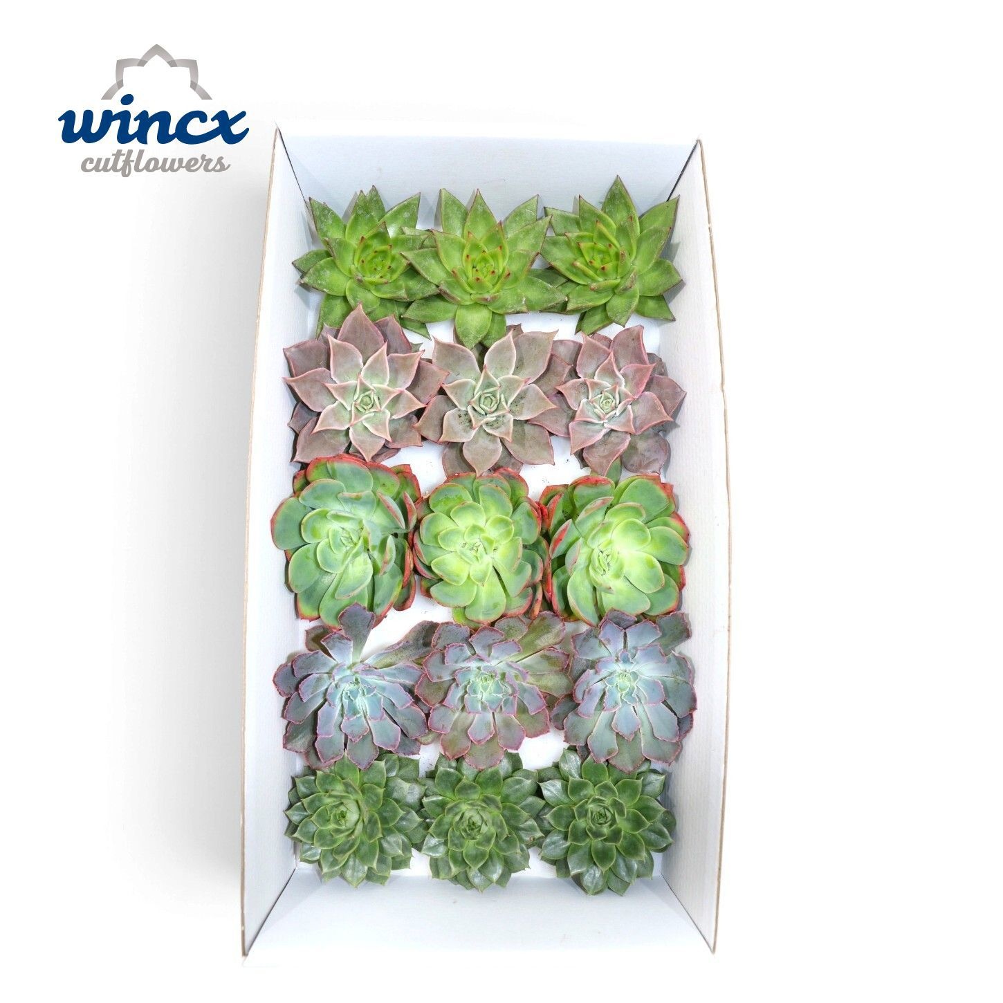 Echeveria Autumn Mix (wincx) Cutfl (5 Spcs)