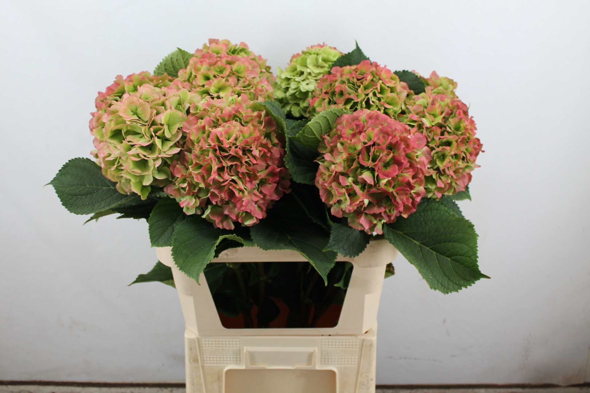 Hydrangea Verena Classic Pink 80cm 18Ø
