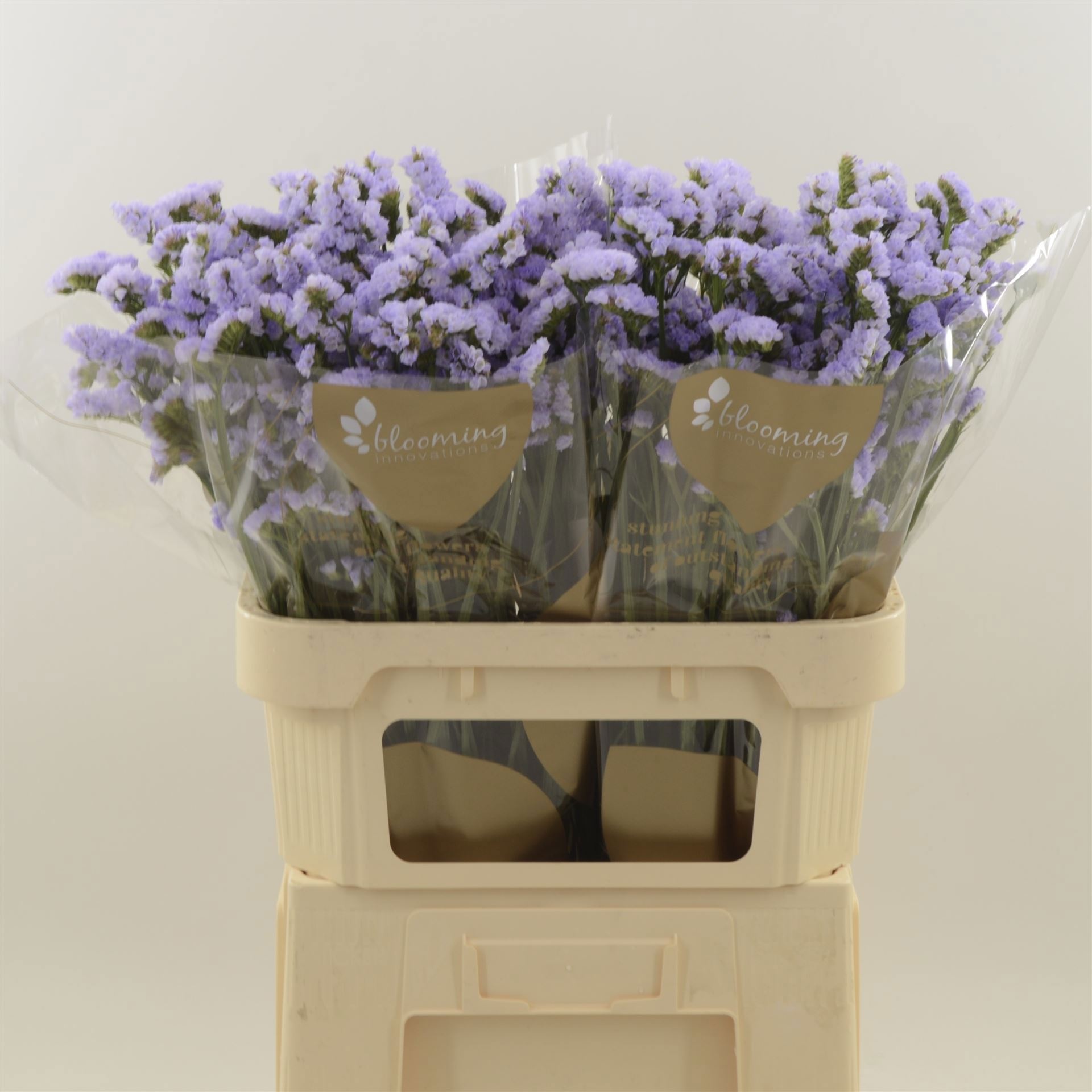 Limonium St Donau Birds 80cm 45gram