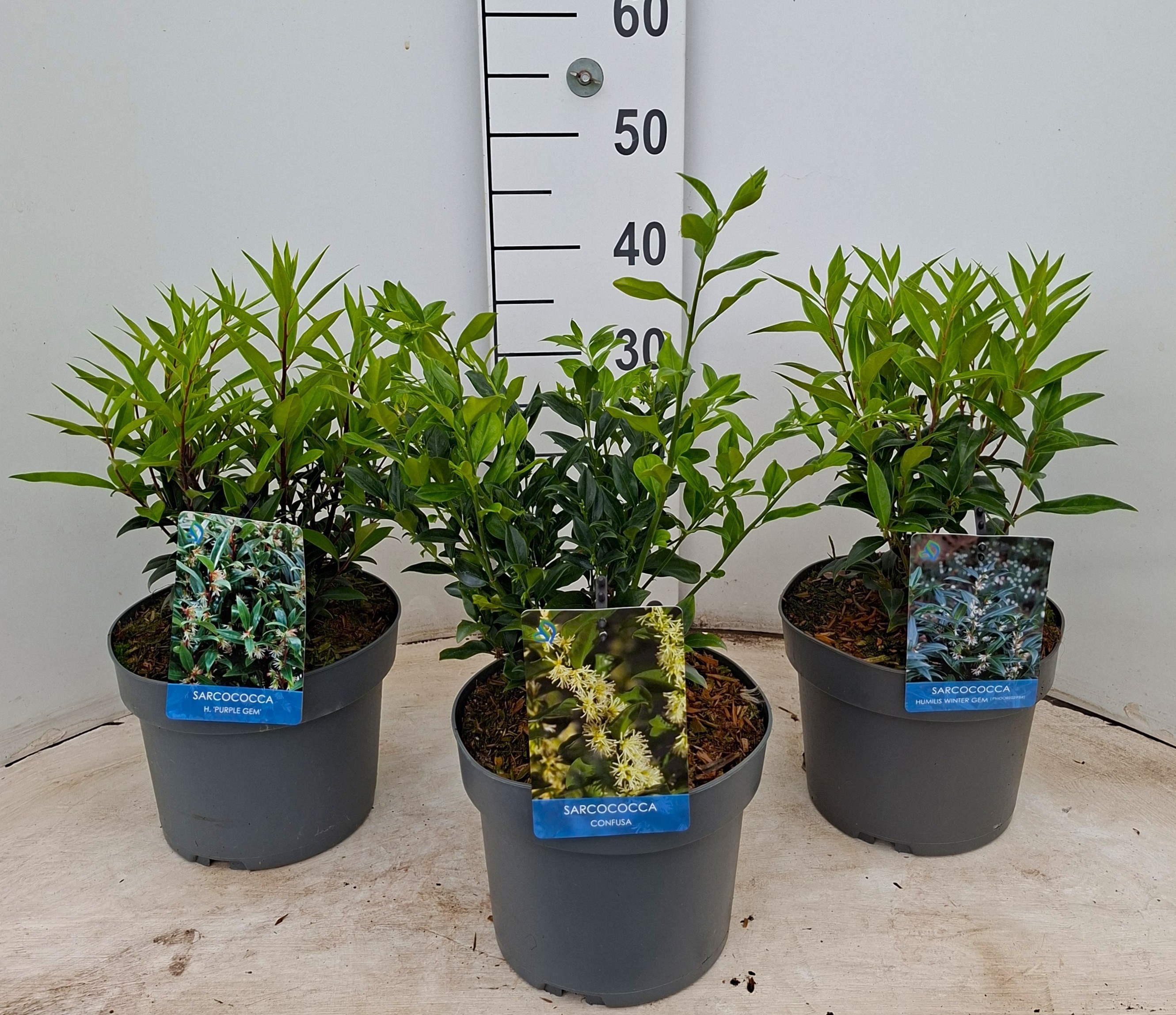 Sarcococca MIX