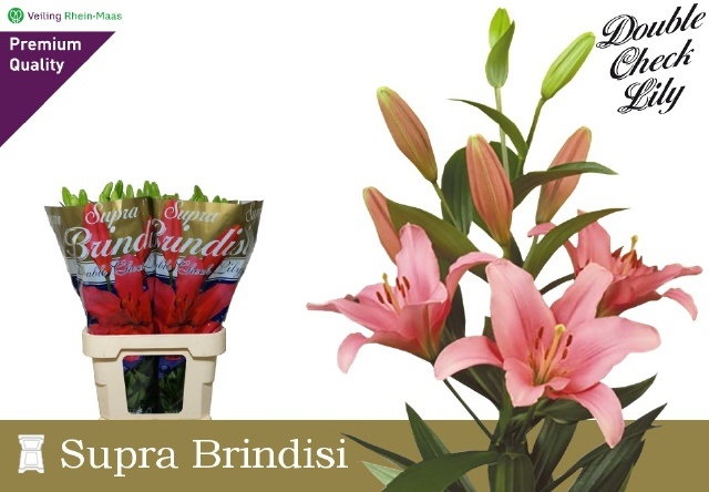 Lilium La Brindisi 90cm 5/7bl