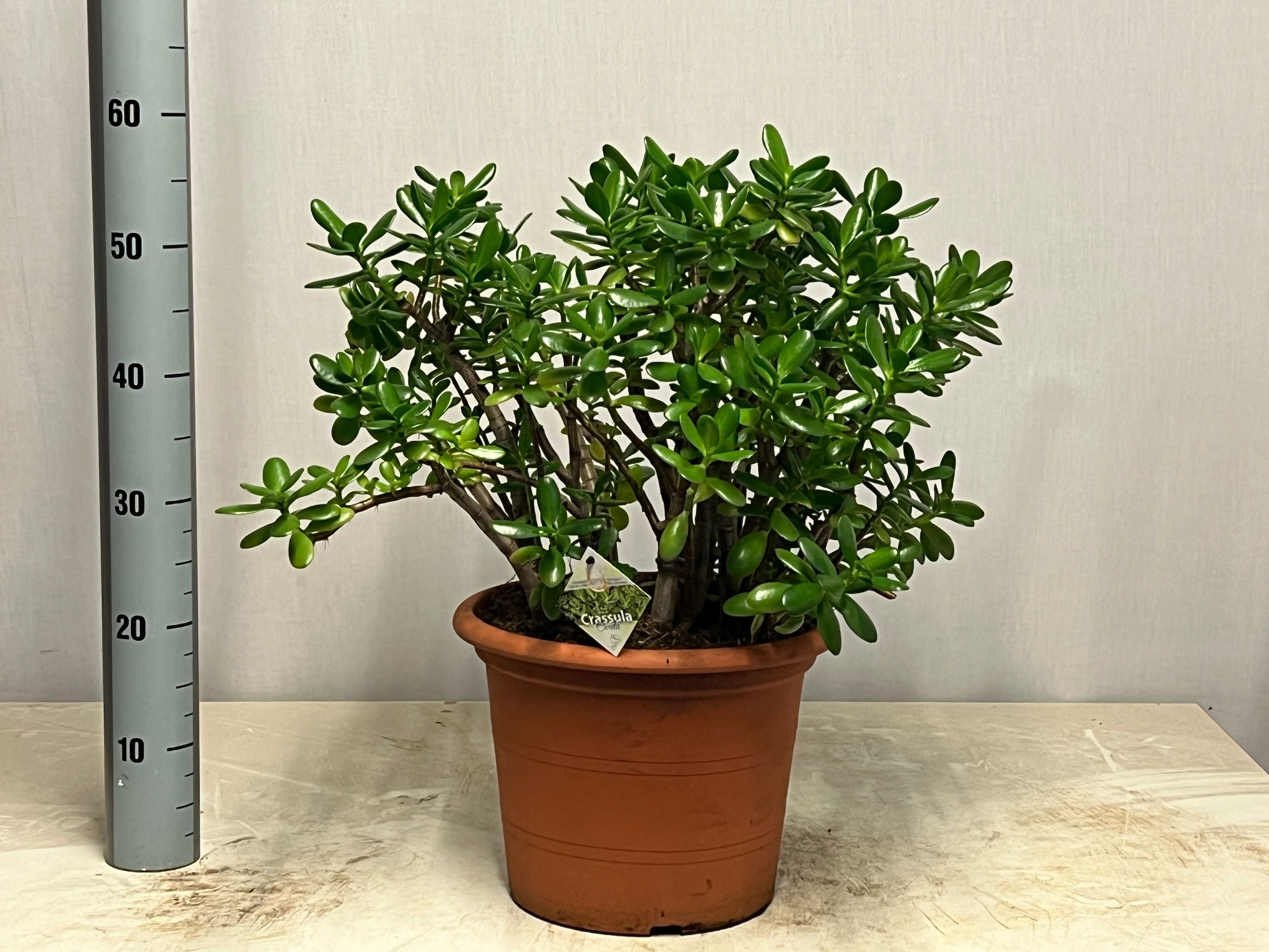 Crass Ovata 30P 60H