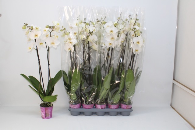 Phalaenopsis White 2 Stem 12Ø 85cm