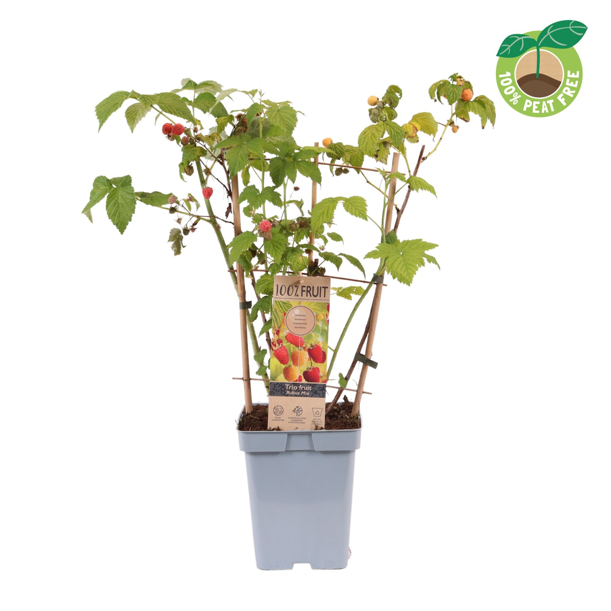 Picture of Rubus Trio Raspberry P23 (5 Ltr) TRELLIS