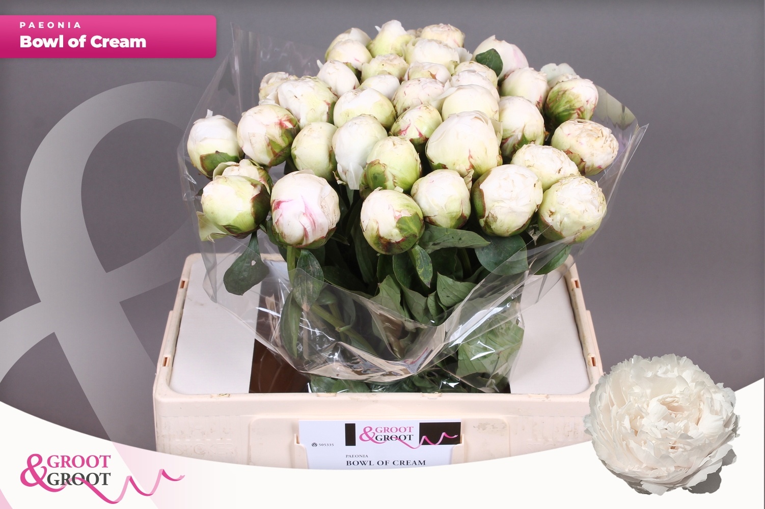 Paeonia Bowl Of Cream 60cm