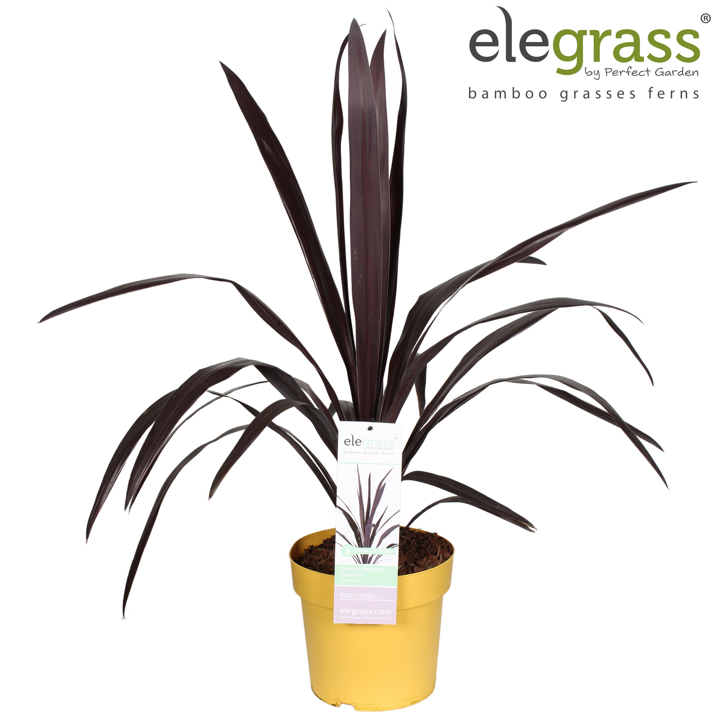 Picture of Cordyline 'Superstar' P23