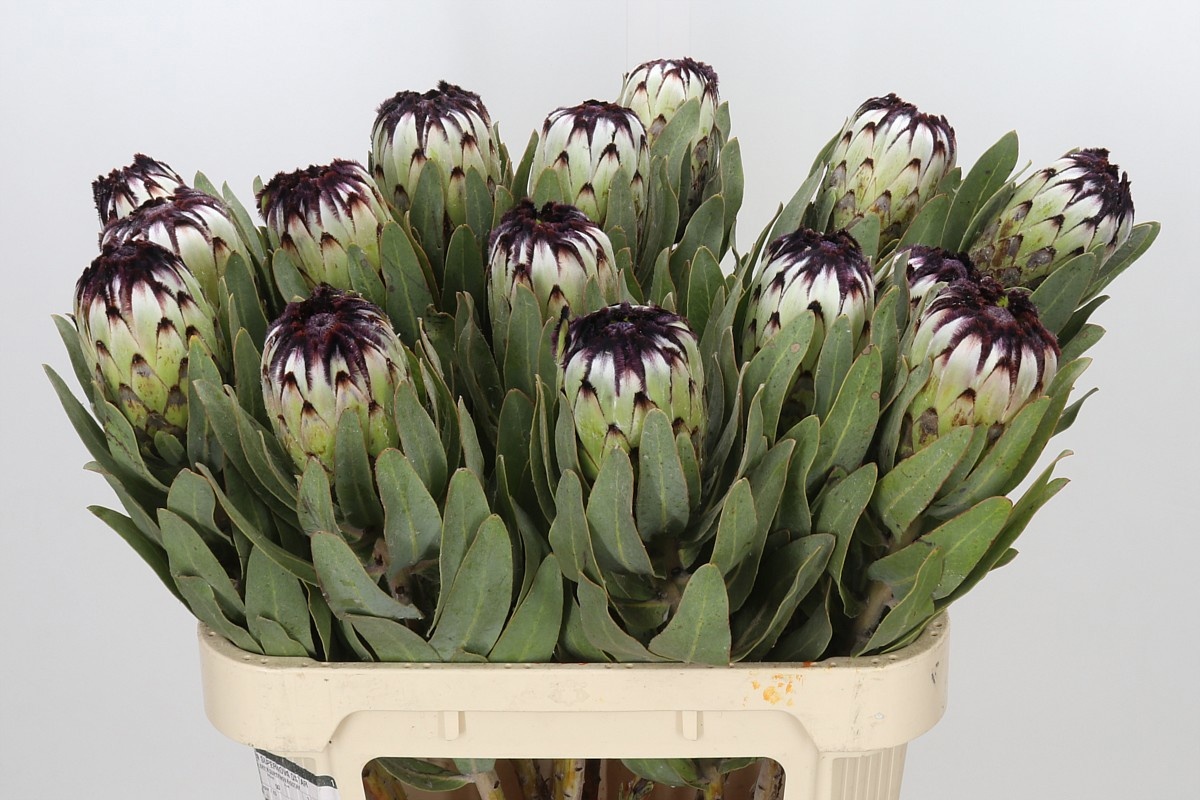 Protea Barb Niobe 80cm