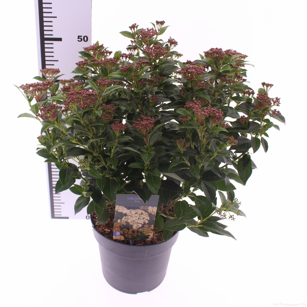 Picture of Viburnum tinus