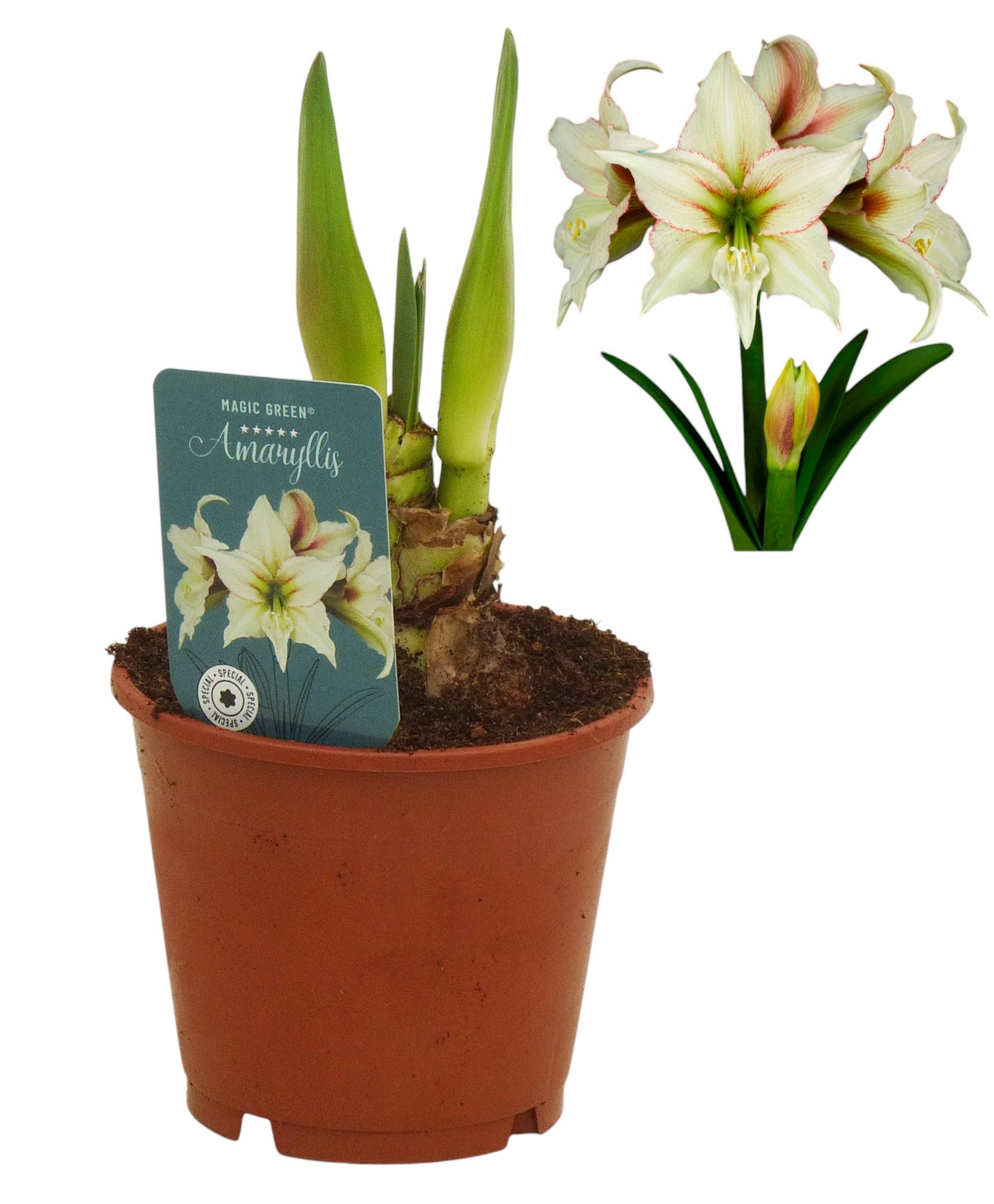 Hippeastrum Magic Green excusief