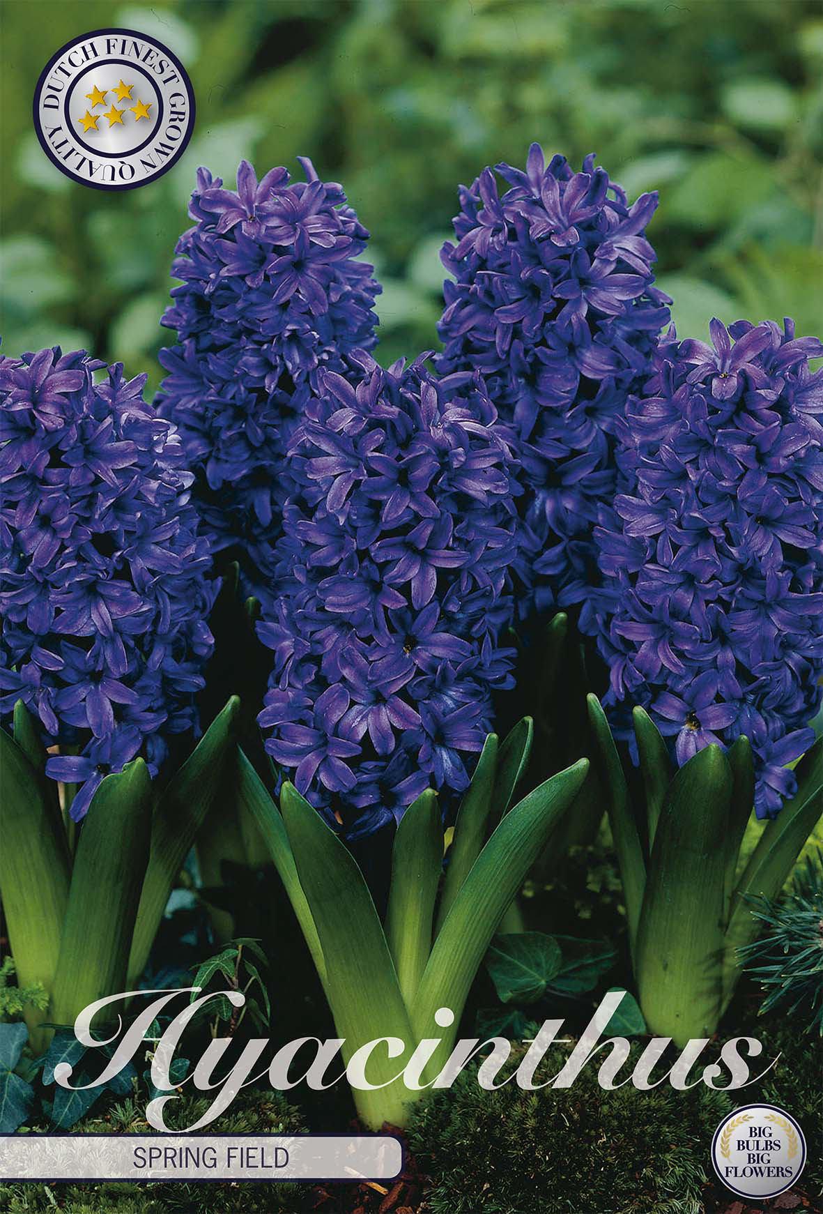 Hyacinthus orientalis 'Spring Field'