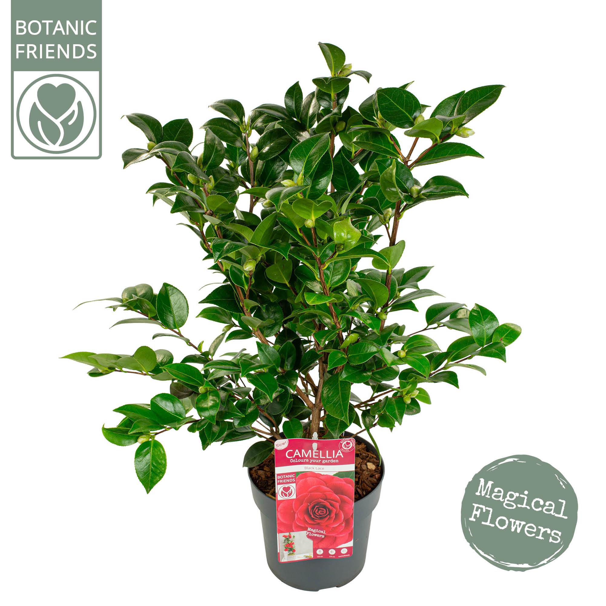 Camellia 'Black Lace'