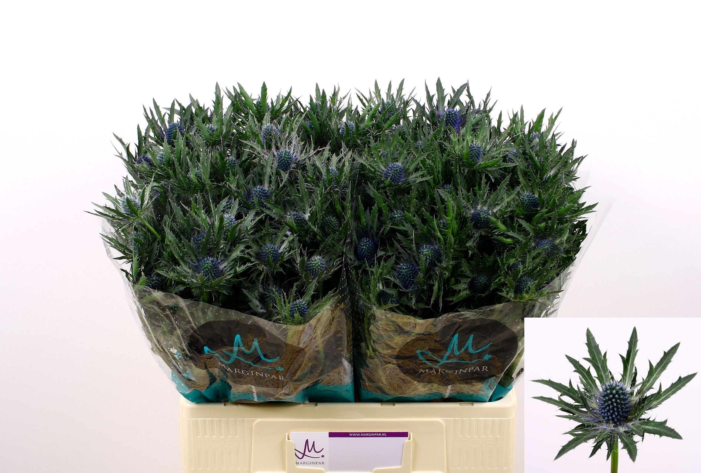 Eryngium Orion 60cm
