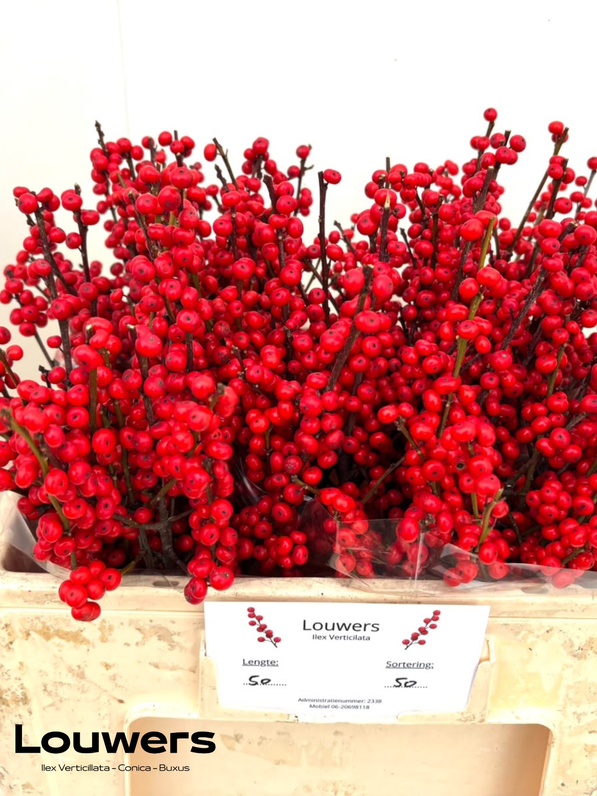 Ilex Verticlilata 50cm