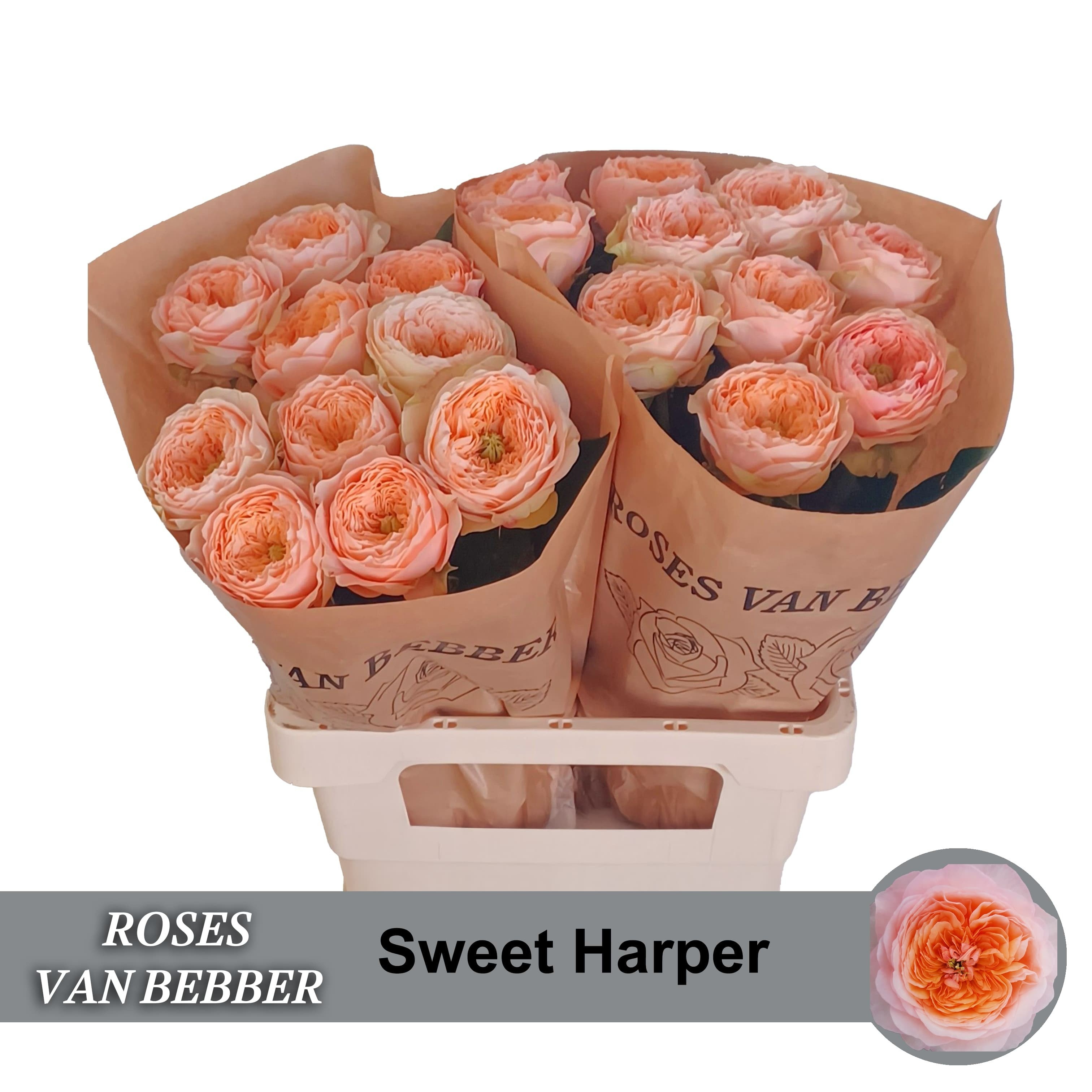 R Gr Sweet Harper!