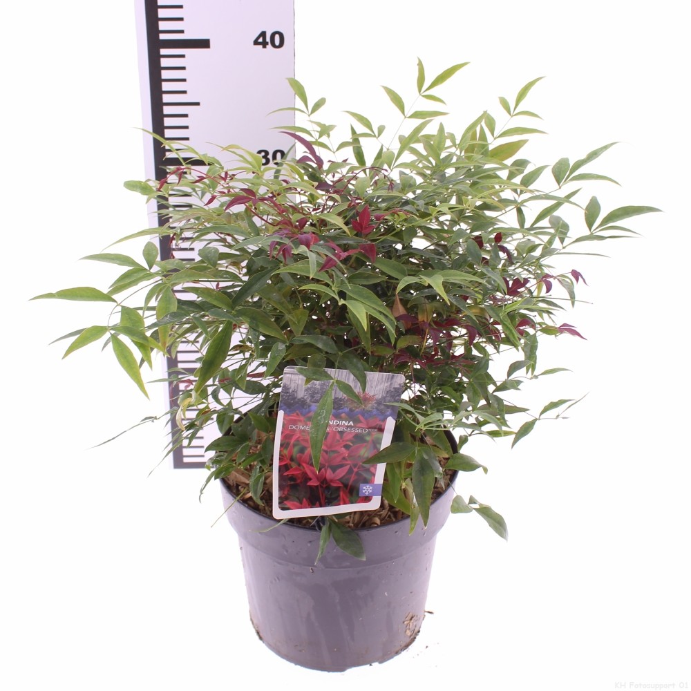 Picture of Nandina domestica 'Obsessed'