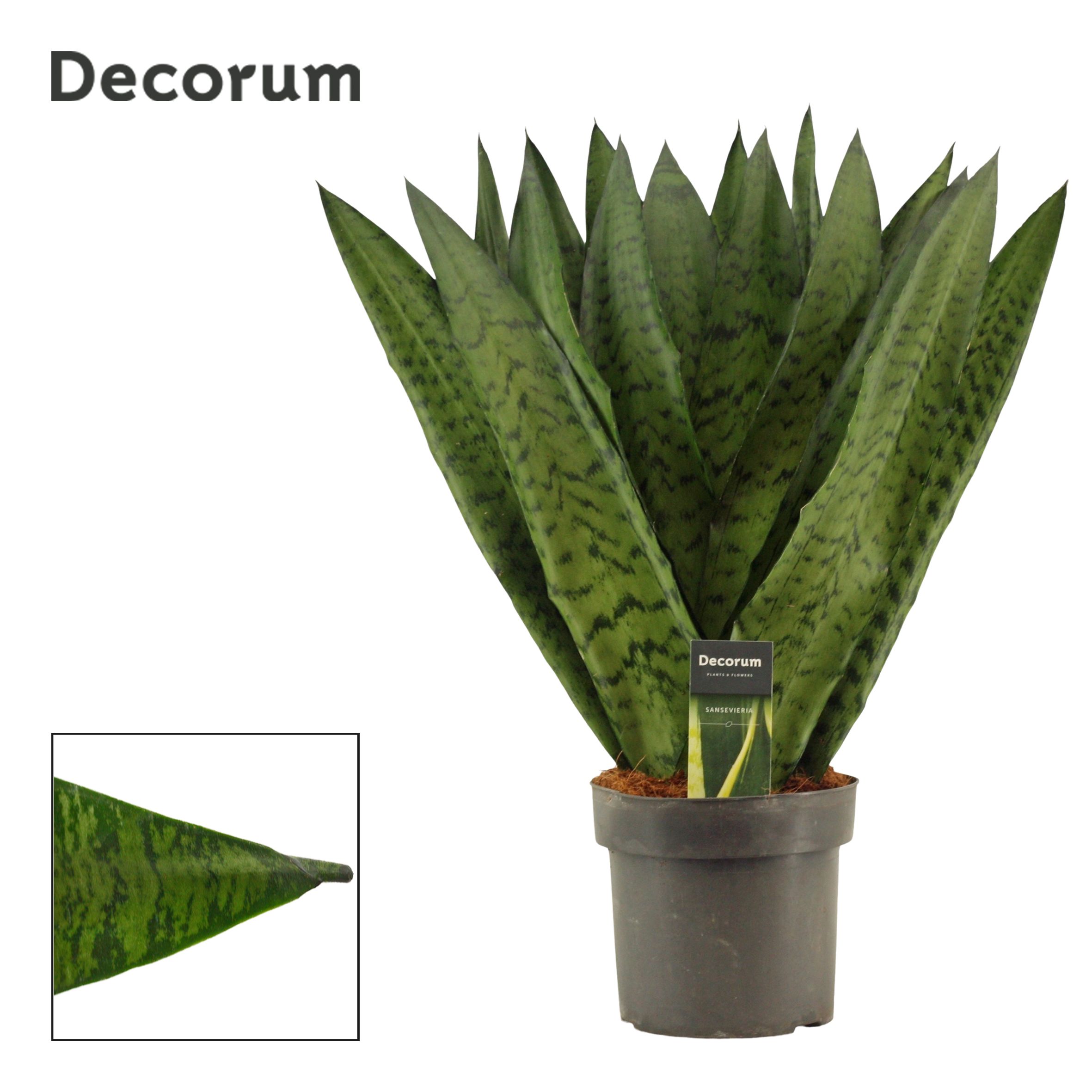 Sansevieria zeylanica Fan Decorum Decorum | Gardenline