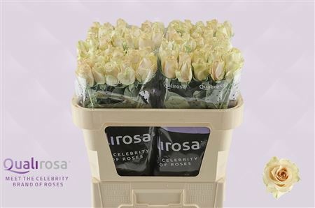 Rosa Quicksand 70cm