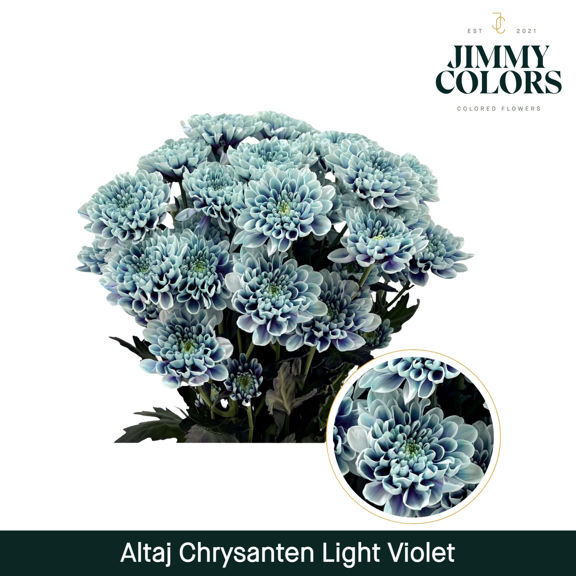 Chr T Altaj Light Violet