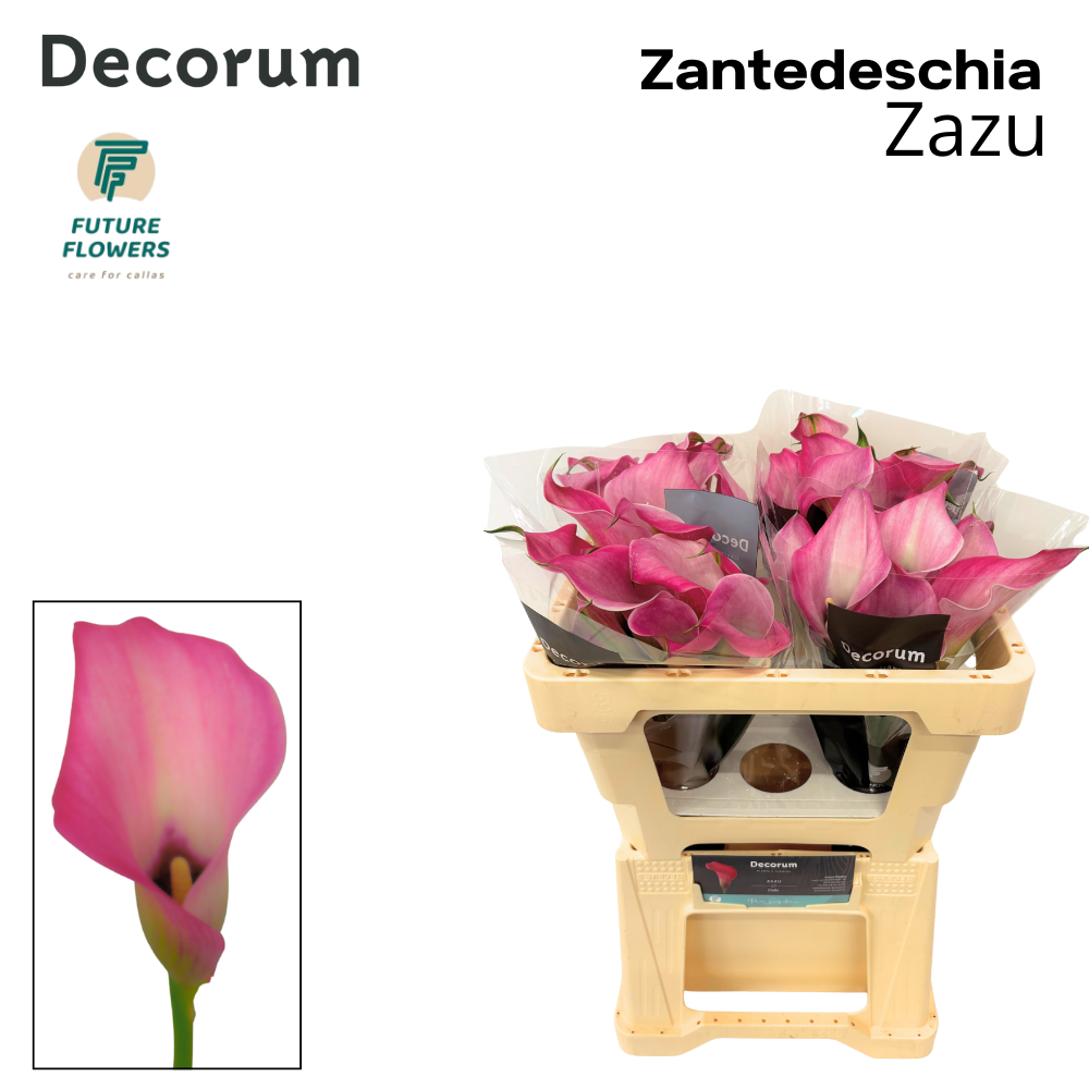 Zant Zazu
