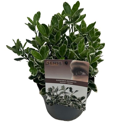 Euonymus jap. 'Kathy' sense p17 Asra