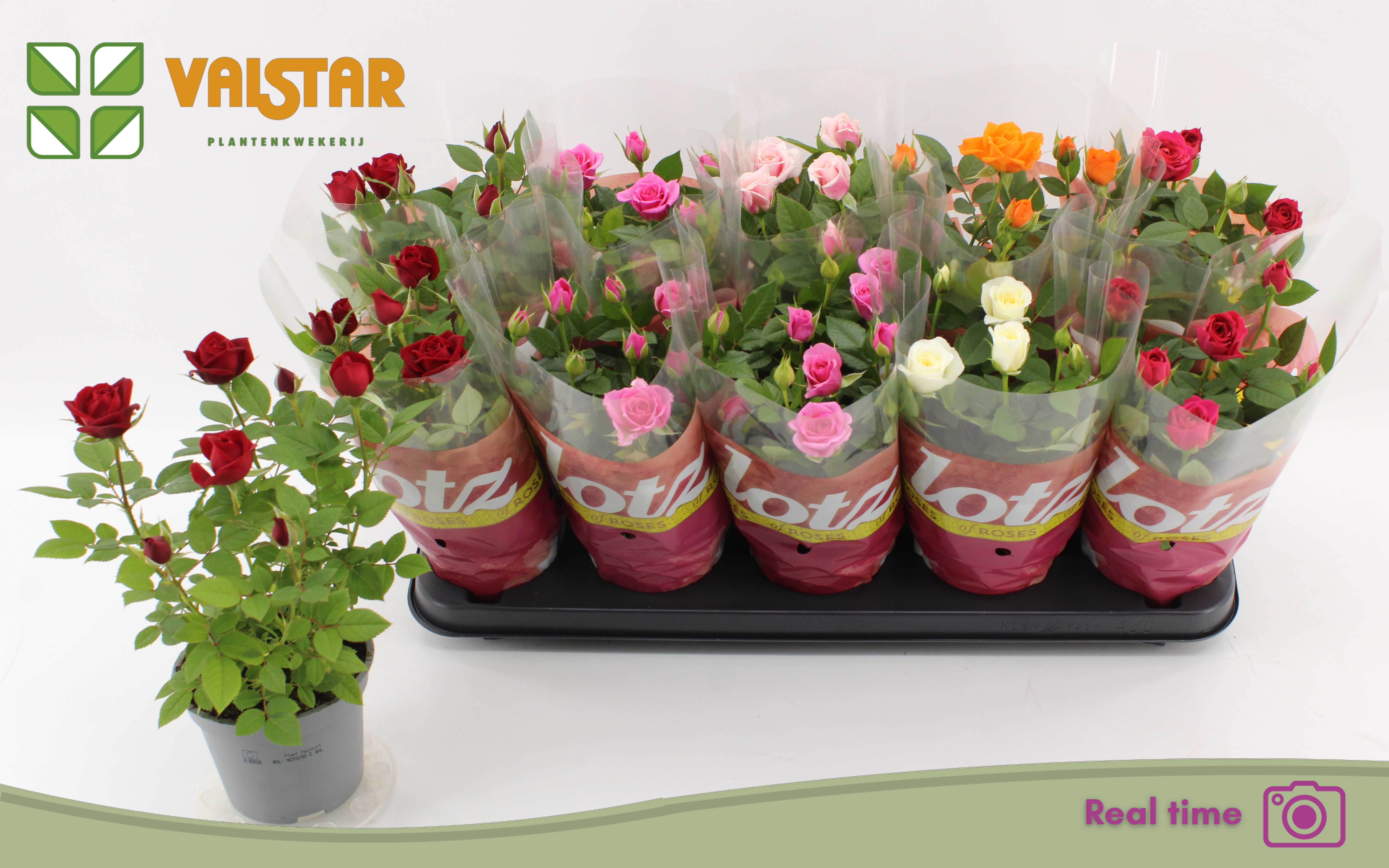 Rosa Lotz Of Mix Jewel 12Ø 30cm