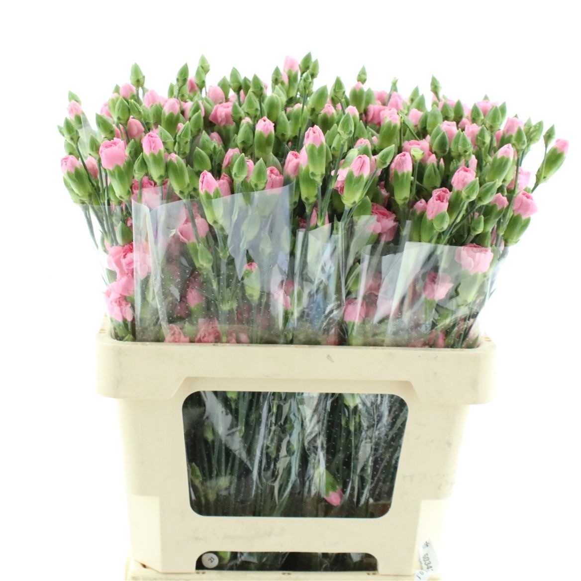 Dianthus Spr Nathalie 60cm