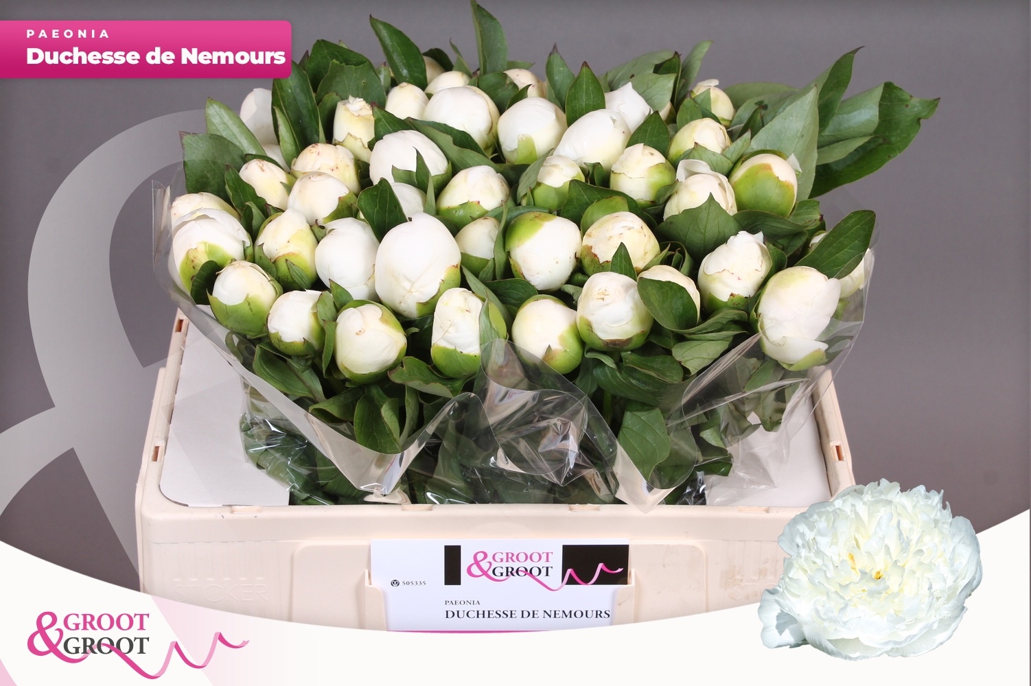 Paeonia Duchesse De Nemour 50cm