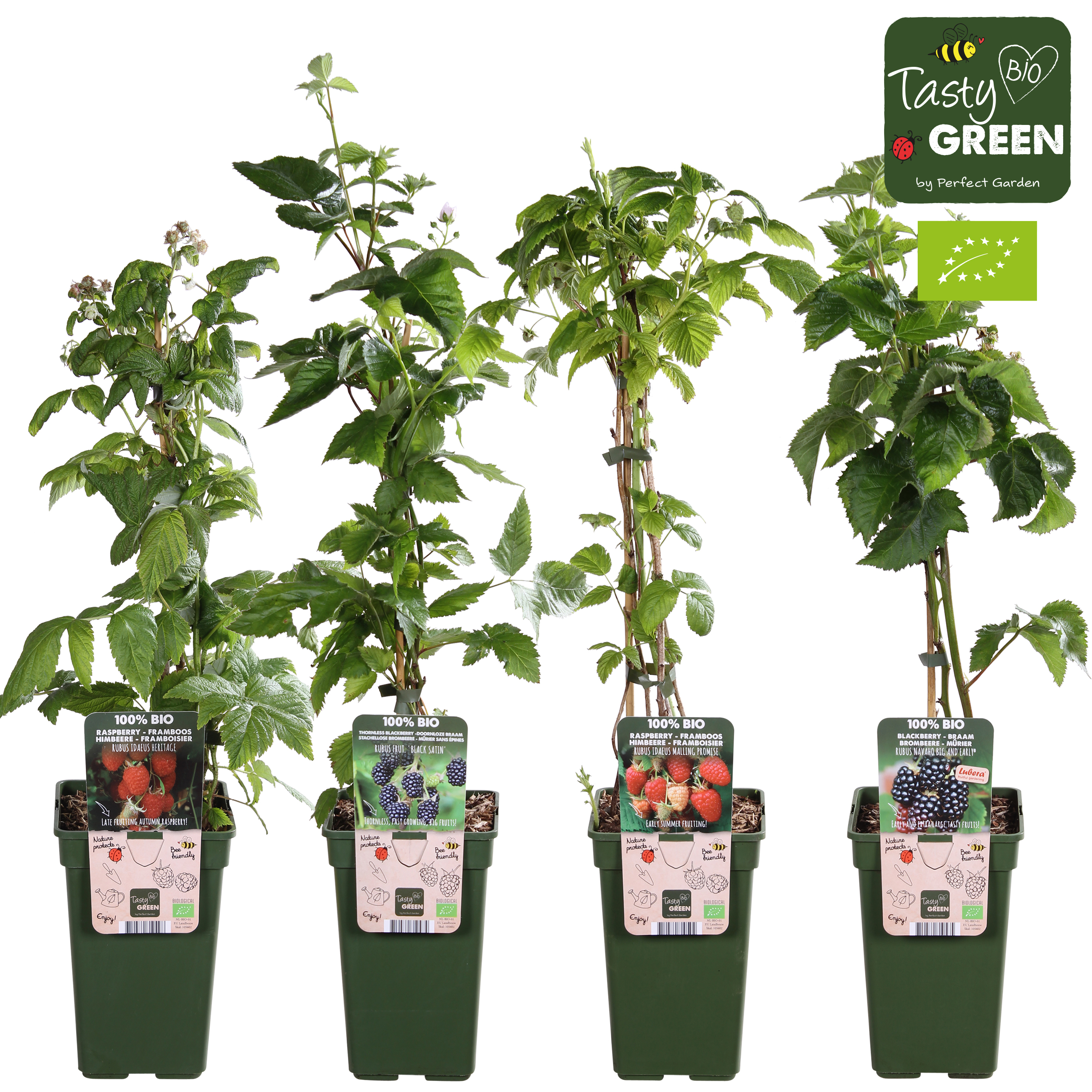 Picture of Rubus in varieties P19 (3 Ltr) organic