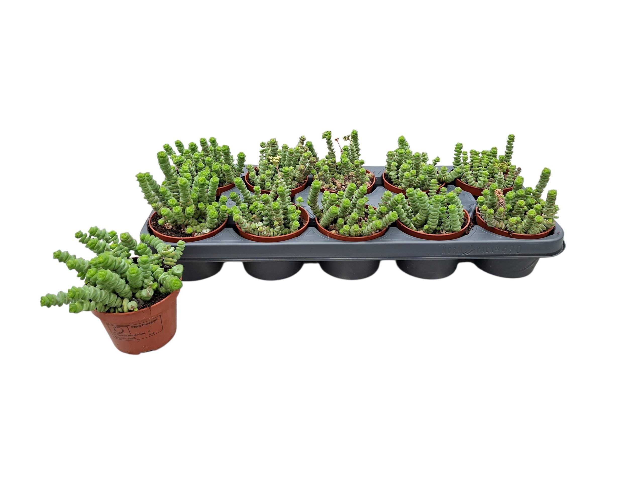 Crass Hottentot 10Ø 13cm