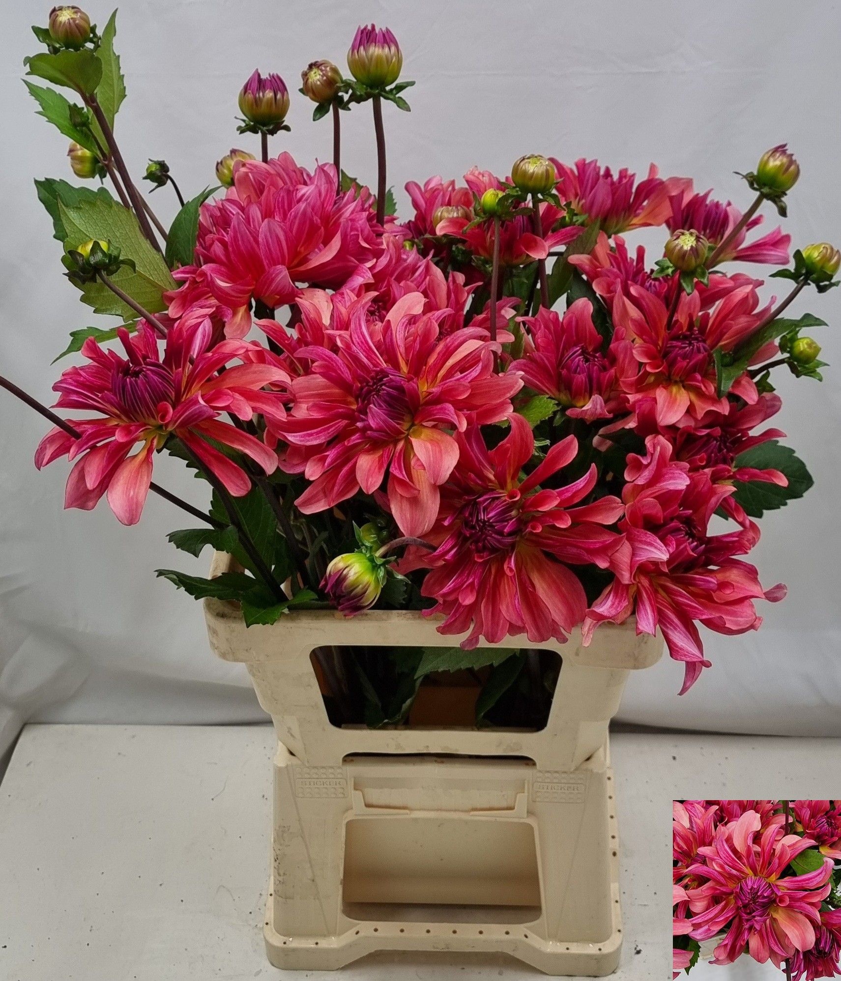 Dahlia 60cm