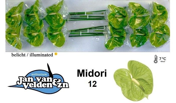 Anth A Midori