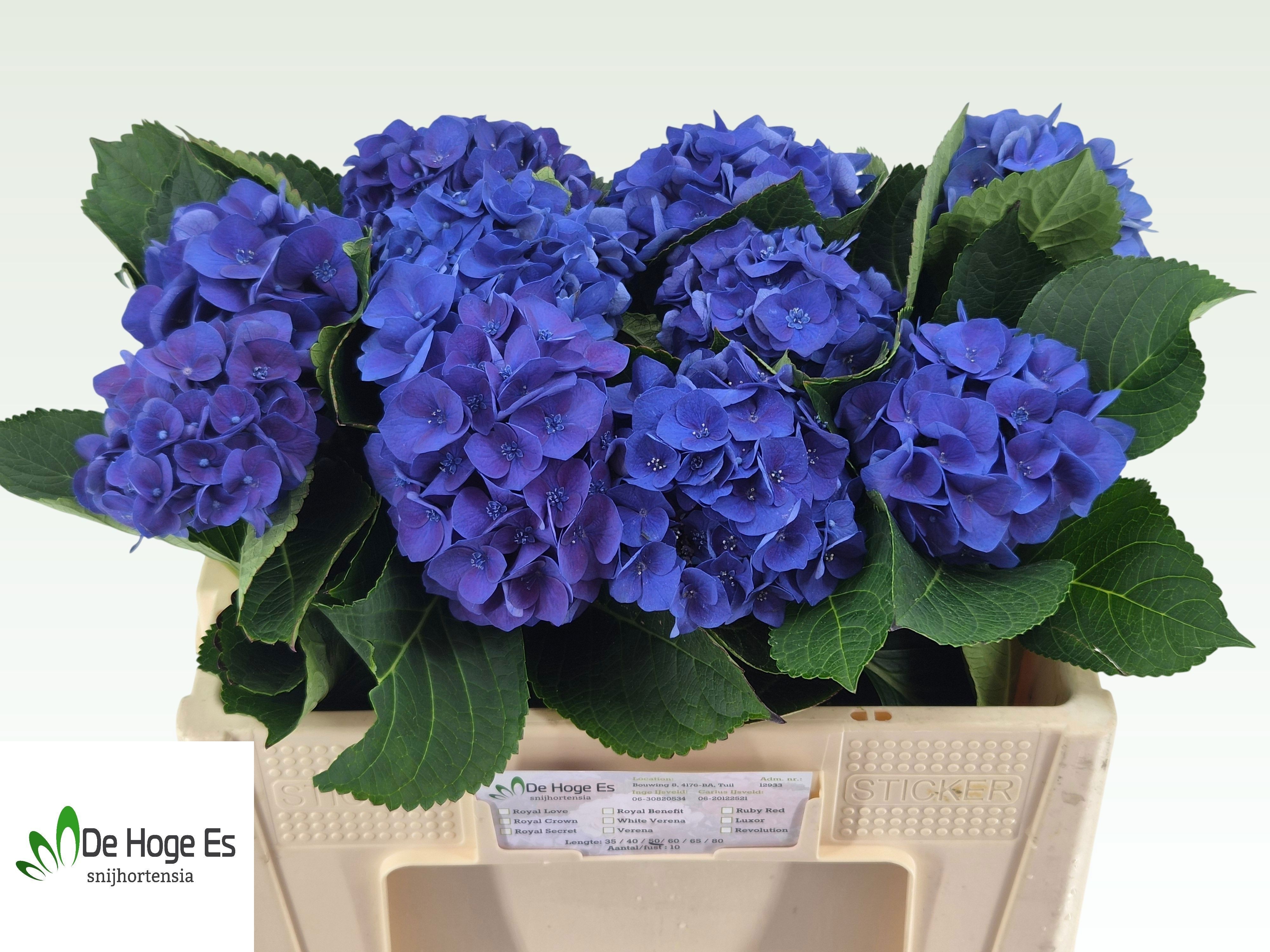 Hydrangea Royal Crown Blue 50cm 10Ø