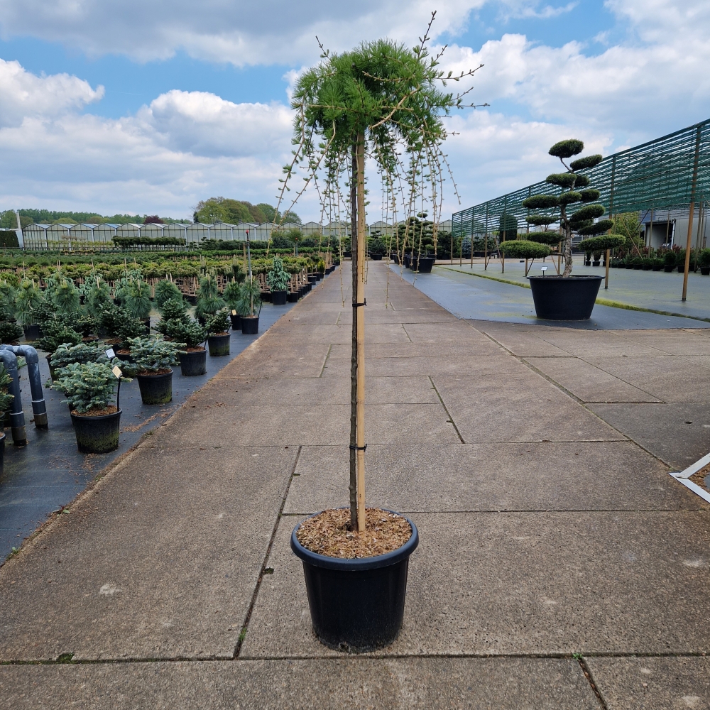 Picture of Larix decidua Puli C25 120/STD (LOOSE)